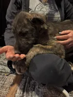 Little boy, a male Irish Wolfhound for sale in Birmingham, AL – Photo 6 of 6