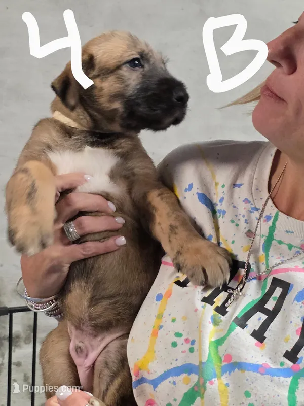 Baby boy – Irish Wolfhound puppy on hold in Birmingham, AL