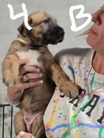 Baby boy, a male Irish Wolfhound for sale in Birmingham, AL – 1 of 1