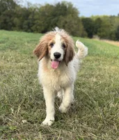 Baxter, a male Saint Berdoodle for sale in Sugarcreek, OH – Photo 1 of 7