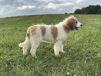 Baxter, a male Saint Berdoodle for sale in Sugarcreek, OH – Photo 6 of 7