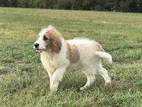 Baxter, a male Saint Berdoodle for sale in Sugarcreek, OH – Photo 5 of 7