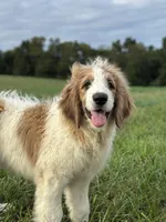 Baxter, a male Saint Berdoodle for sale in Sugarcreek, OH – Photo 4 of 7