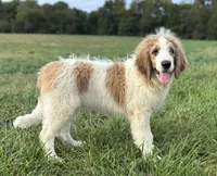 Baxter, a male Saint Berdoodle for sale in Sugarcreek, OH – Photo 2 of 7