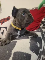 Belle, a female French Bulldog for sale in Calimesa, CA – Photo 2 of 4