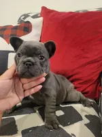 Belle, a female French Bulldog for sale in Calimesa, CA – Photo 1 of 4