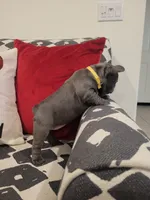 Belle, a female French Bulldog for sale in Calimesa, CA – Photo 3 of 4