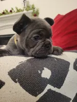 Belle, a female French Bulldog for sale in Calimesa, CA – Photo 4 of 4