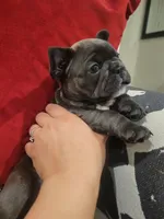 Aurora, a female French Bulldog for sale in Calimesa, CA – Photo 1 of 5