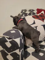 Aurora, a female French Bulldog for sale in Calimesa, CA – Photo 5 of 5