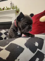 Aurora, a female French Bulldog for sale in Calimesa, CA – Photo 3 of 5