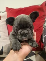 Aurora, a female French Bulldog for sale in Calimesa, CA – Photo 2 of 5