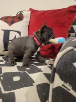 Aurora, a female French Bulldog for sale in Calimesa, CA – Photo 4 of 5