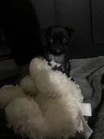 N/A, a female Pug for sale in Merced, CA – 4 of 5