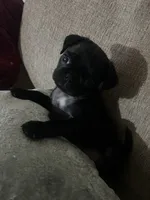N/A, a female Pug for sale in Merced, CA – 2 of 5