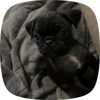 N/A, a female Pug for sale in Merced, CA – 5 of 5