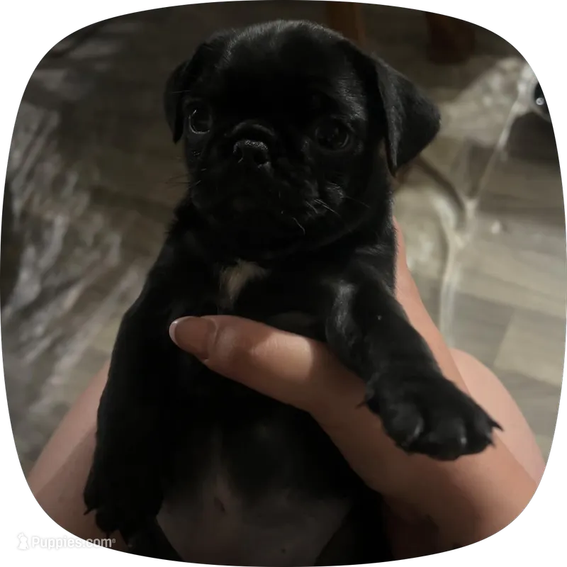 N/A – Pug puppy for sale in Merced, CA