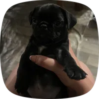 N/A, a female Pug for sale in Merced, CA – 1 of 5