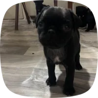 N/A, a female Pug for sale in Merced, CA – 3 of 5