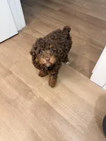 Brownie, a male Poodle - Toy  for sale in Greenfield, WI – Photo 1 of 5