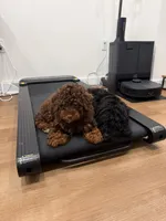 Brownie, a male Poodle - Toy  for sale in Greenfield, WI – Photo 4 of 5