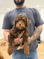Brownie, a male Poodle - Toy  for sale in Greenfield, WI – Photo 3 of 5