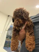 Brownie, a male Poodle - Toy  for sale in Greenfield, WI – Photo 2 of 5