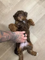 Brownie, a male Poodle - Toy  for sale in Greenfield, WI – Photo 5 of 5