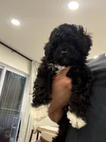 Tux, a male Poodle - Toy  for sale in Greenfield, WI – Photo 2 of 2
