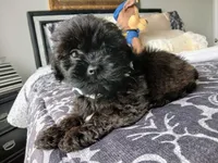 Kody, a male Shih Tzu for sale in New Orleans, LA – Photo 5 of 6