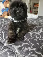 Kody, a male Shih Tzu for sale in New Orleans, LA – Photo 6 of 6