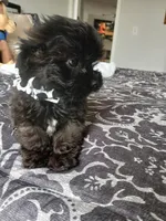 Kody, a male Shih Tzu for sale in New Orleans, LA – Photo 4 of 6