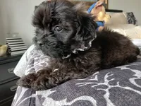 Kody, a male Shih Tzu for sale in New Orleans, LA – Photo 3 of 6