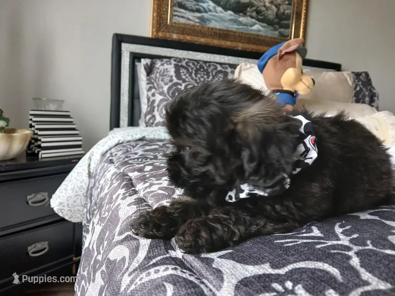 Kody – Shih Tzu puppy for sale in New Orleans, LA