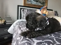 Kody, a male Shih Tzu for sale in New Orleans, LA – Photo 1 of 6