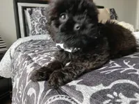 Kody, a male Shih Tzu for sale in New Orleans, LA – Photo 2 of 6