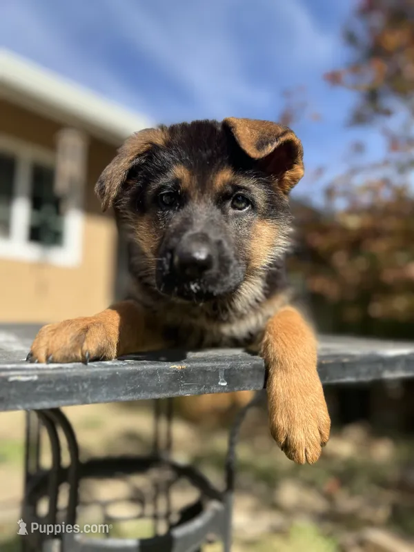 Purple  – German Shepherd Dog puppy for sale in Sacramento, CA