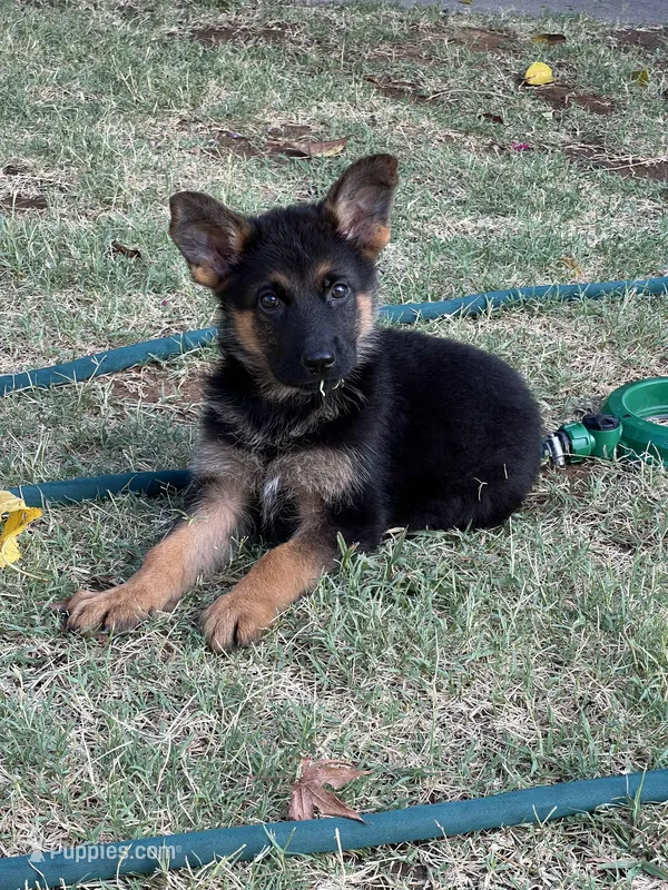 Black – German Shepherd Dog puppy for sale in Sacramento, CA