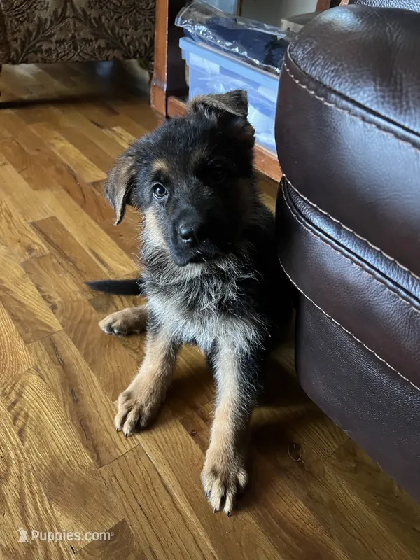 Purple  – German Shepherd Dog puppy for sale in Sacramento, CA