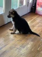 Purple , a female German Shepherd Dog for sale in Sacramento, CA – 2 of 3