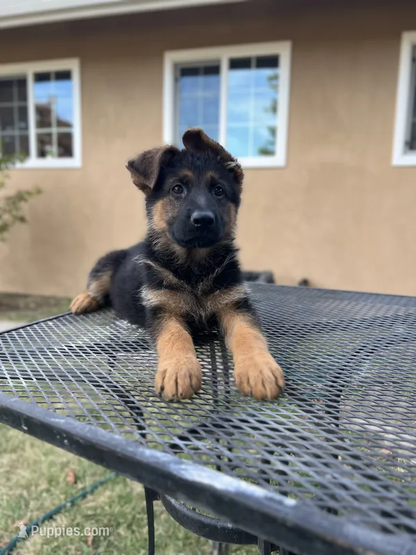 Green – German Shepherd Dog puppy for sale in Sacramento, CA