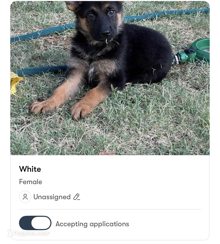 Black – German Shepherd Dog puppy for sale in Sacramento, CA