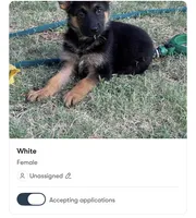 Black, a female German Shepherd Dog for sale in Sacramento, CA – 1 of 2