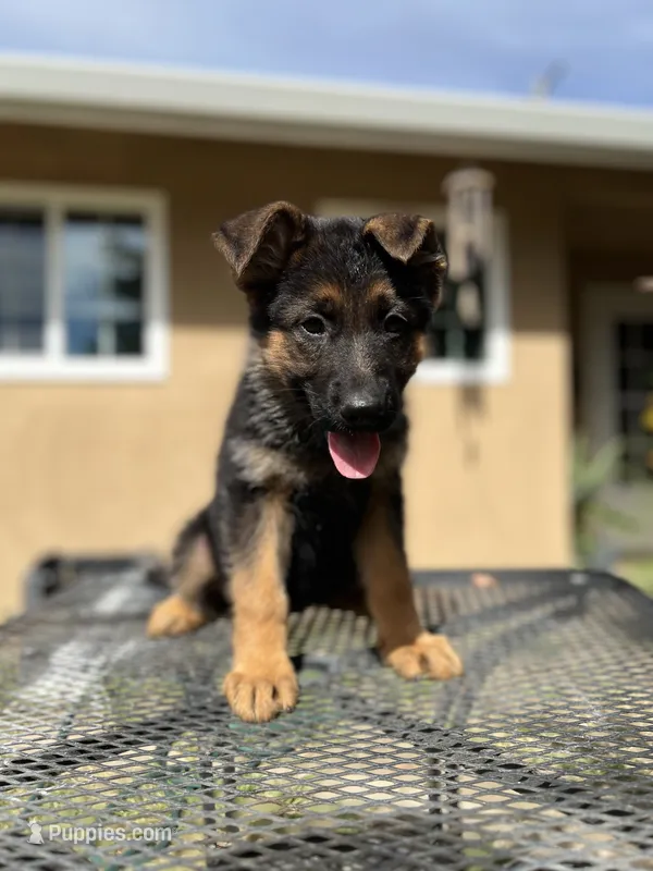 Green – German Shepherd Dog puppy for sale in Sacramento, CA