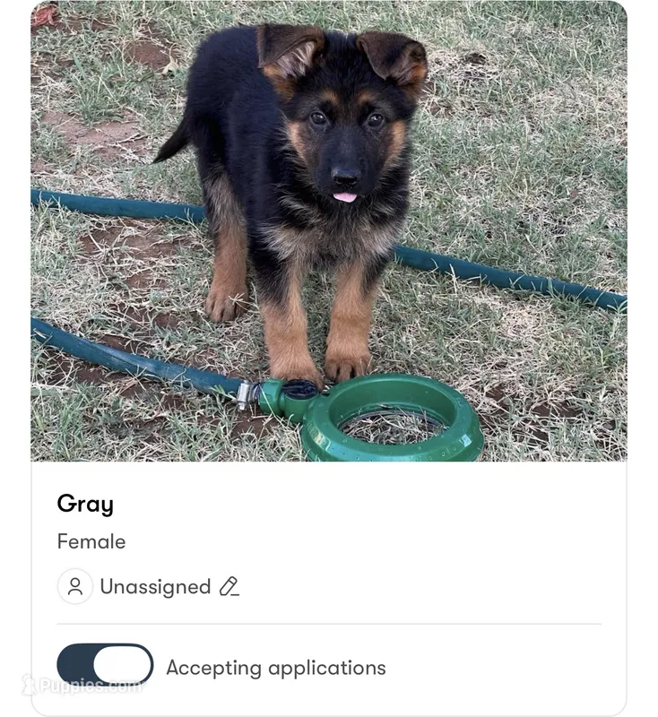 Green – German Shepherd Dog puppy for sale in Sacramento, CA