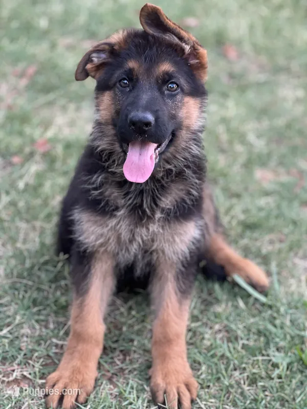 Purple  – German Shepherd Dog puppy for sale in Sacramento, CA