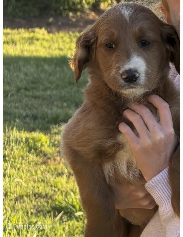 Puppy 3 – Goldendoodle puppy for sale in Lavonia, GA