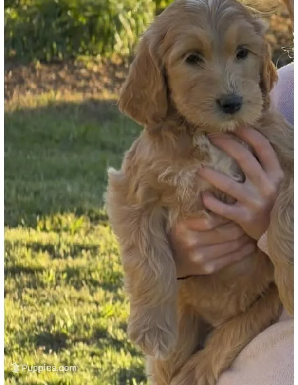 Puppy 5 – Goldendoodle puppy for sale in Lavonia, GA