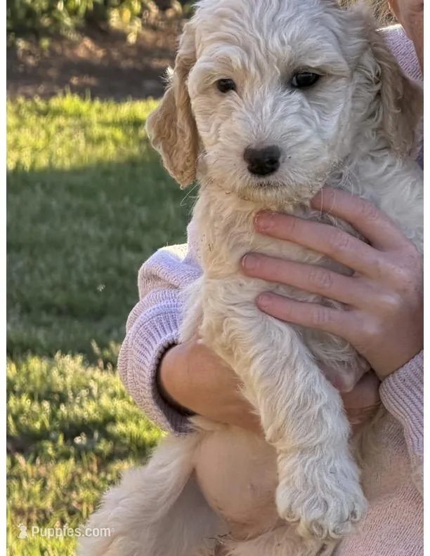 Puppy 1 – Goldendoodle puppy for sale in Lavonia, GA