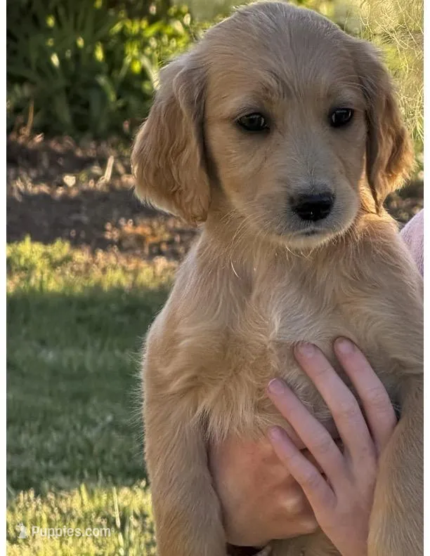 Puppy 4 – Goldendoodle puppy for sale in Lavonia, GA